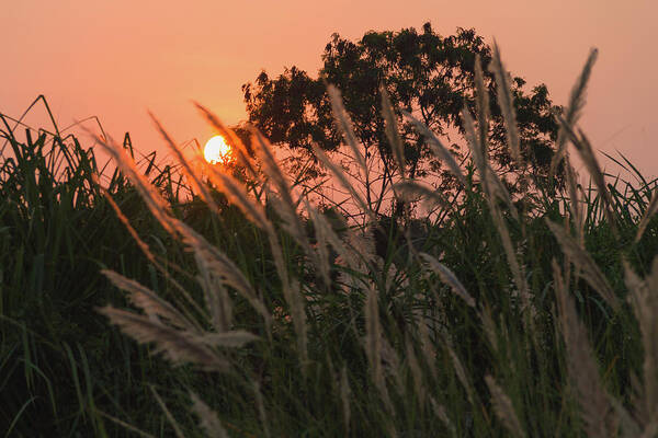 Pampas Grass Art Print featuring the photograph Wild Essence by Josu Ozkaritz