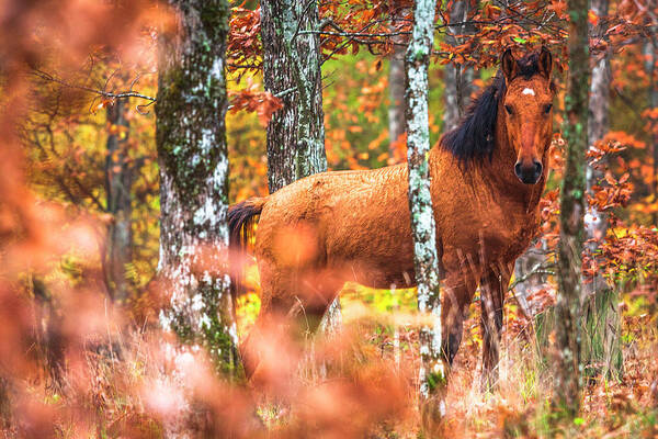 Animals Art Print featuring the photograph Wild by Evgeni Dinev