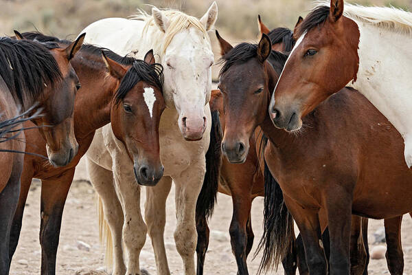 Wild Horses Art Print featuring the photograph Wild Horse Huddle by Wesley Aston