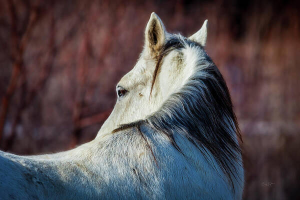 Wild Art Print featuring the photograph Wild Horse No. 3 by Craig J Satterlee