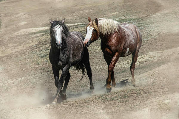 Wild Horses Art Print featuring the photograph Wild Horses 4C by Sally Fuller