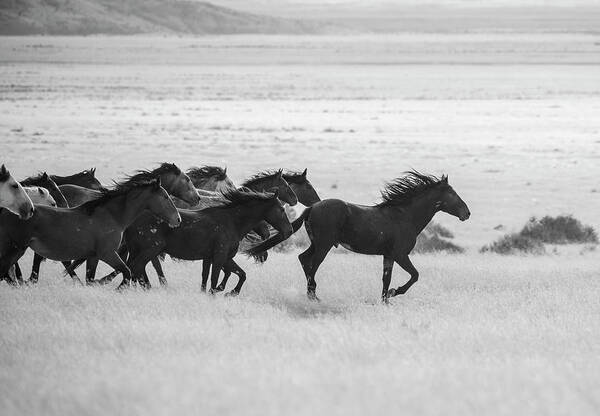 Black And White Art Print featuring the photograph Wild Horses Dash by Dirk Johnson