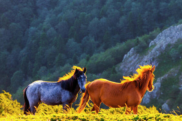 Balkan Mountains Art Print featuring the photograph Wild Horses by Evgeni Dinev
