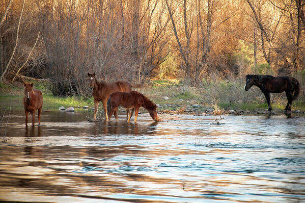 Wild Horses Art Print featuring the photograph Wild Horses on The Verde River by Cheryl Prather