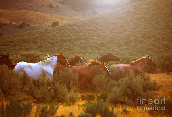 Horse Art Print featuring the photograph Wild Horses Running at Sunset by Diane Diederich