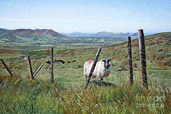 Sheep Ireland Kerry Dingle Peninsula Lambs Art Print featuring the mixed media Sheep by Marie Conboy