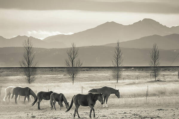 Rocky Mountains Art Print featuring the photograph Wild Mountain Horses - Sepia by Gregory Ballos