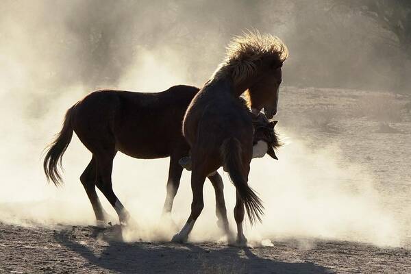 Animal Wildlife Art Print featuring the photograph Wild Mustangs Fighting by Dennis Boyd