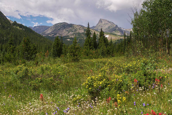 Sawtooth Art Print featuring the photograph Wildflowers and the Sawtooth by Aaron Spong