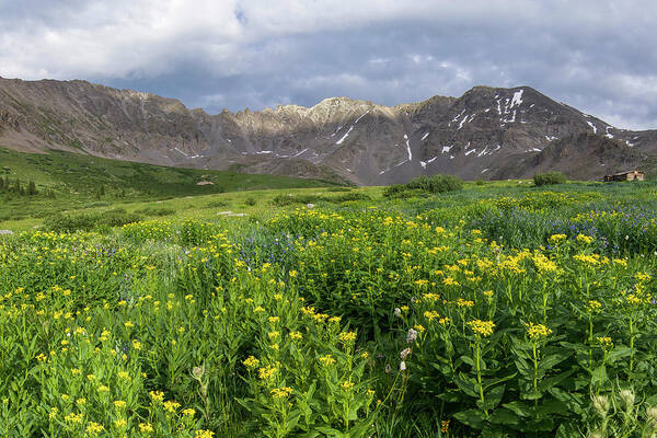 Breckenridge Art Print featuring the photograph Wildflowers in Mayflower Gulch by Aaron Spong