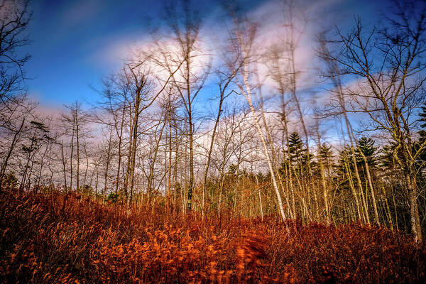 New Hampshire Art Print featuring the photograph Wind Blown Vignette by Jeff Sinon