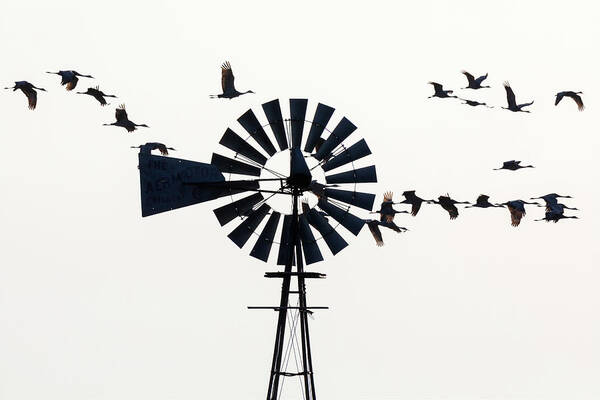 Sandhill Cranes Art Print featuring the photograph Windmills and Sandhill Cranes by Susan Rissi Tregoning