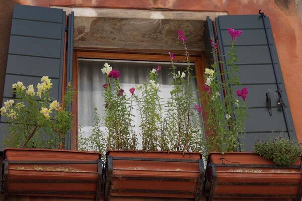 Window Box Art Print featuring the photograph Window Garden - Venice by Yvonne M Smith