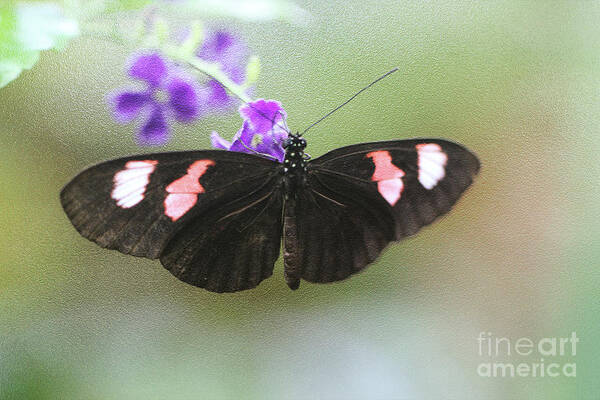 Butterfly; Black Butterfly; Black; Green; Leaves; Purple Flowers; Flowers; Wings; Purple; Red Art Print featuring the photograph Wingspan by Tina Uihlein