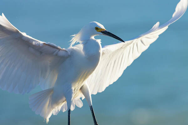 Snowy Egret Art Print featuring the photograph Wingspread by RD Allen