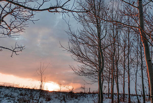 Winter Art Print featuring the photograph Winter Dawn With Aspen Trees by Karen Rispin