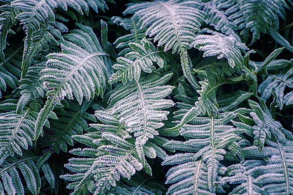 Frost Art Print featuring the photograph Winter Ferns by Naomi Maya