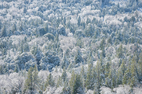 Winter Art Print featuring the photograph Winter Forest, Palomar Mountain by Alexander Kunz
