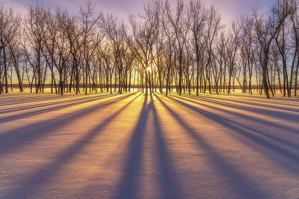 Sunrise Art Print featuring the photograph Winter Gold by Darren White