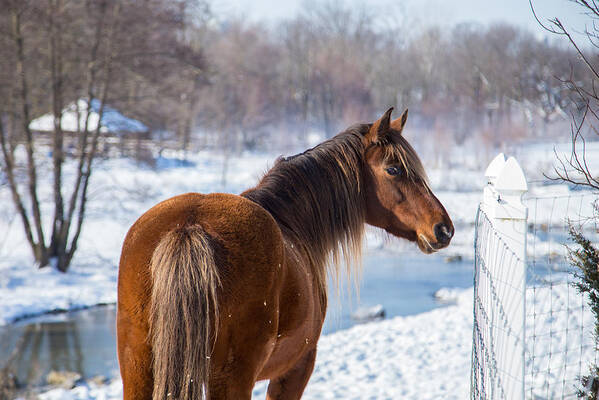 Horse Art Print featuring the photograph Winter Horse by J. MacNeill-Traylor