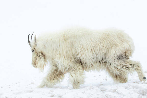 Mountain Goat Art Print featuring the photograph Winter Mountain Goat by Wesley Aston