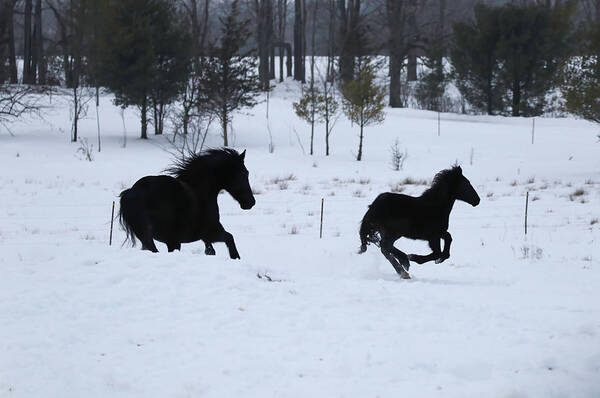 Horse Art Print featuring the photograph Winter Run by Brook Burling