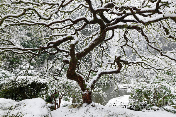 Oregon Art Print featuring the photograph Winter Snow on Maple Tree in Portland Japanese Garden by Tom Schwabel