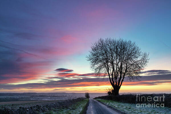 Winter Art Print featuring the photograph Winter Tree Dawn by Tim Gainey