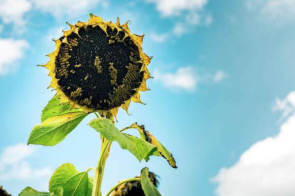 Sunflower Art Print featuring the photograph Wisdom of Sunflowers by Ada Weyland