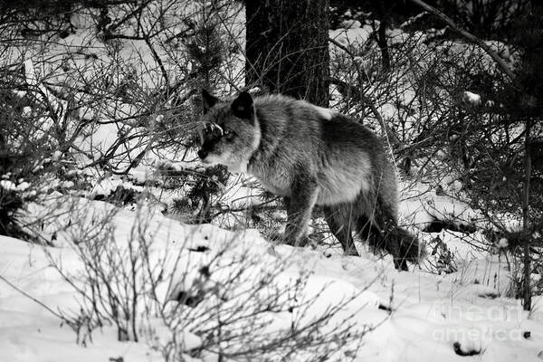 Banff Art Print featuring the photograph Wolf in the snow by Wilko van de Kamp Fine Photo Art