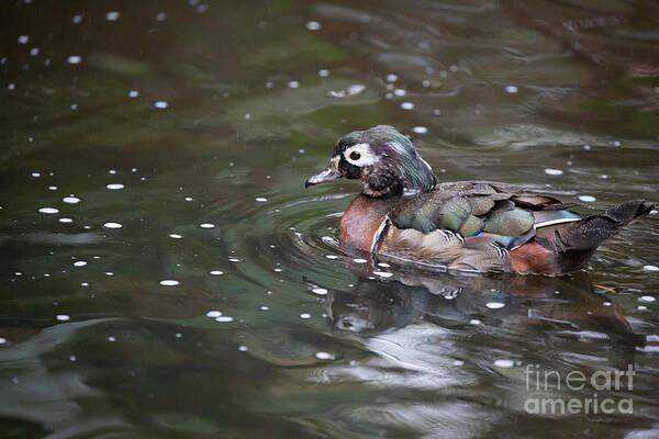 Wood Duck Art Print featuring the photograph Wood Duck Female by Eva Lechner