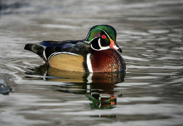 Wood Duck Art Print featuring the photograph Wood Duck on Pond by Wesley Aston