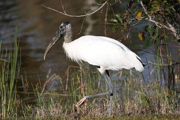 Wood Storks Art Print featuring the photograph Wood stork 4 by Mingming Jiang