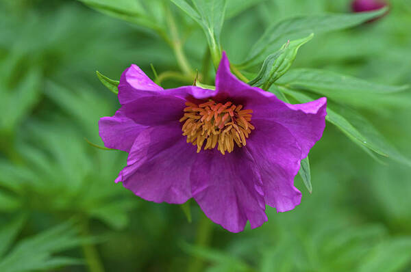  Art Print featuring the photograph Woodland Peony by Jenny Rainbow