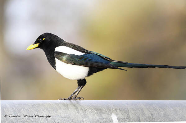 Magpie Art Print featuring the photograph Yellow-billed magpie by Tahmina Watson