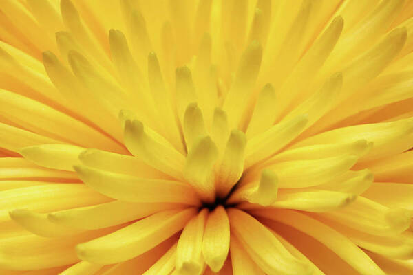 Flower Art Print featuring the photograph Yellow Chrysanthemum Flower Macro by Mikhail Kokhanchikov