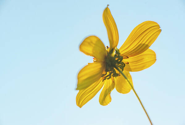 Daisy Art Print featuring the photograph Yellow Daisy And Sky by Karen Rispin
