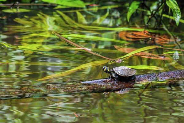 Amazon Art Print featuring the photograph Yellow-spotted Amazon River Turtle by Henri Leduc