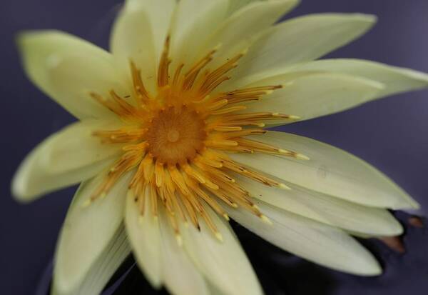 Water Lily Art Print featuring the photograph Yellow Star by Mingming Jiang