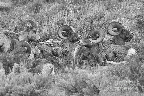Bighorn Art Print featuring the photograph Yellowstone Bighorn Cluster Black And White by Adam Jewell