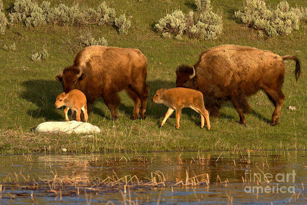 Yellowstone Art Print featuring the photograph Yellowstone Bison Red Dog Season by Adam Jewell