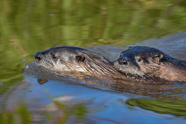 Color Image Art Print featuring the photograph River Otters by Mark Miller