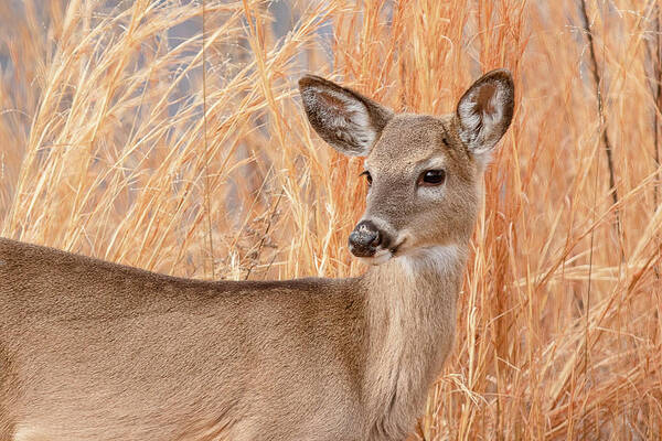 Animal Art Print featuring the photograph Young Deer in Tall Grass Closeup by Joni Eskridge