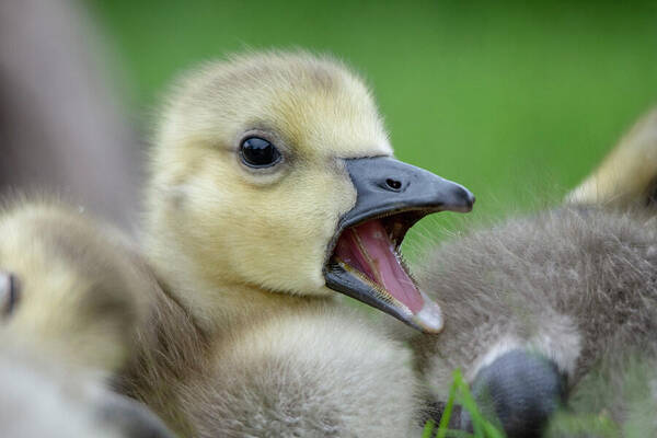 Gosling Art Print featuring the photograph Young Gosling 1 by Gareth Parkes