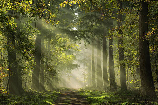 Martin Podt Art Print featuring the photograph Your daily dose of sunlight by Martin Podt