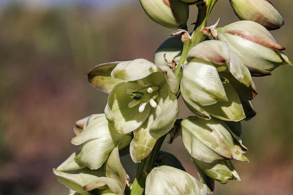 Yucca Art Print featuring the photograph Yucca Flowers by Laura Terriere