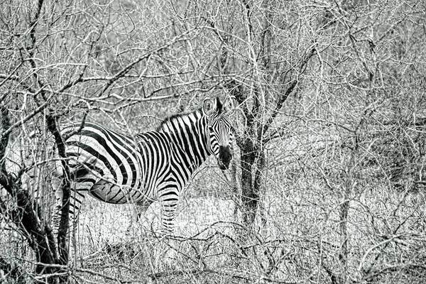 Zebra Art Print featuring the photograph Zebra In The Bush by Tom Watkins PVminer pixs