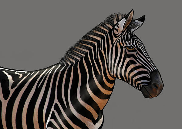 Zebra Art Print featuring the painting Zebra Portrait by Judy Cuddehe