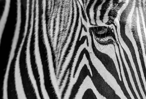 Zebra Art Print featuring the photograph Zebra's Eye by Holly Ross