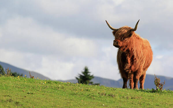 Grass Art Print featuring the photograph Highland Bull #1 by Photography By Linda Lyon